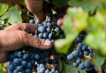 MONTECARIANO E L'AGRICOLTURA SOSTENIBILE