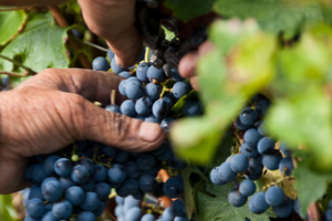 MONTECARIANO E L'AGRICOLTURA SOSTENIBILE